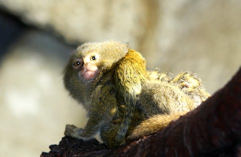 FOTKA - Podzimn miminka u drpkatch opiek