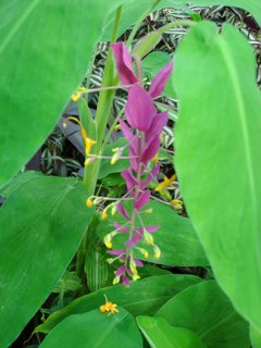 FOTKA - Bergianska botanick zahrada
