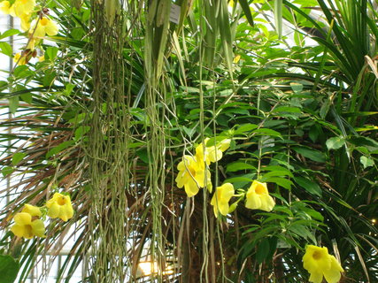 FOTKA - Bergianska botanick zahrada