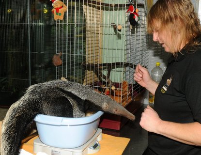 FOTKA - Holina z olomouck ZOO roste jako z vody