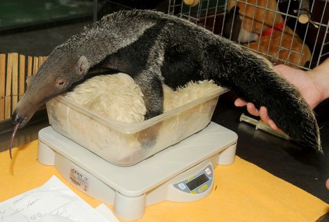 FOTKA - Holina z olomouck ZOO roste jako z vody