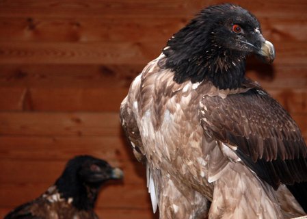 FOTKA - ZOO Liberec doplnila svou vjimenou kolekci dravc