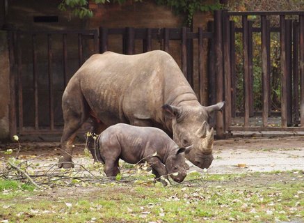 FOTKA - ZOO Dvr Krlov se pipravuje na zimu