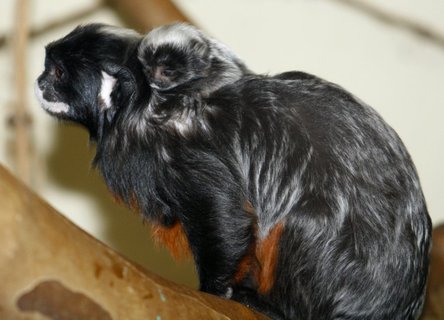 FOTKA - V ZOO st n. Labem pivtali dvojata tamarn blohubch