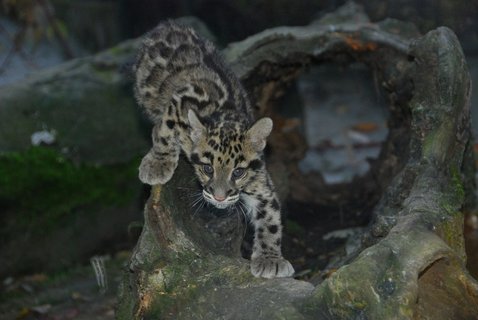 FOTKA - Pardl slena z ostravsk ZOO dostala jmno