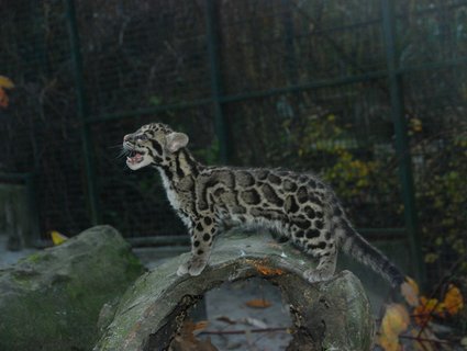 FOTKA - Pardl slena z ostravsk ZOO dostala jmno