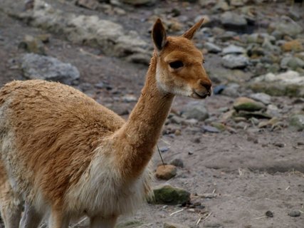 FOTKA - Agresivnho vikunho samce zkrotila nov druka