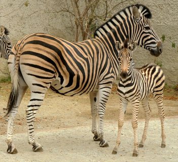 FOTKA - Stdo zeber z olomouck ZOO se opt rozrostlo