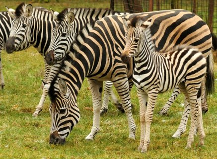 FOTKA - Stdo zeber z olomouck ZOO se opt rozrostlo