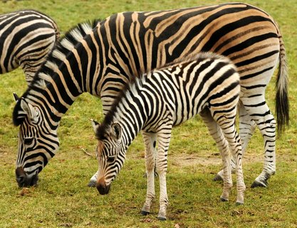 FOTKA - Stdo zeber z olomouck ZOO se opt rozrostlo