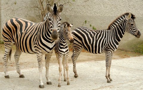 FOTKA - Stdo zeber z olomouck ZOO se opt rozrostlo