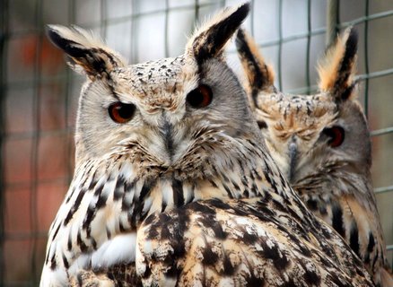 FOTKA - ZOO Liberec zskala chovn pr vra velkho zpadosibiskho