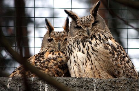 FOTKA - ZOO Liberec zskala chovn pr vra velkho zpadosibiskho