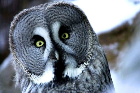 FOTKA - I posledn dny v roce mete strvit v ZOO!