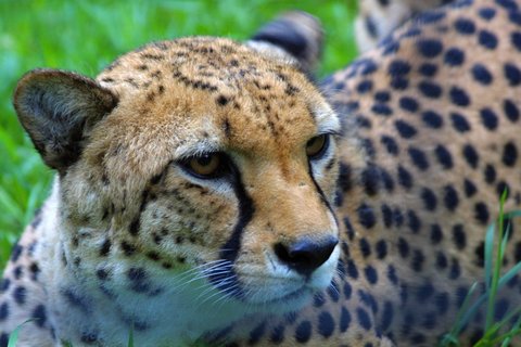 FOTKA - ZOO Praha pedstav na Nov rok gepard dvojata