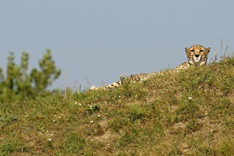 FOTKA - ZOO Praha pedstav na Nov rok gepard dvojata