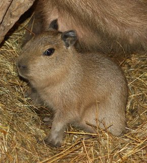 FOTKA - tyata nejvtch hlodavc poslednmi mlaty loskho roku v Zoo Jihlava