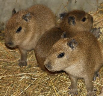 FOTKA - tyata nejvtch hlodavc poslednmi mlaty loskho roku v Zoo Jihlava