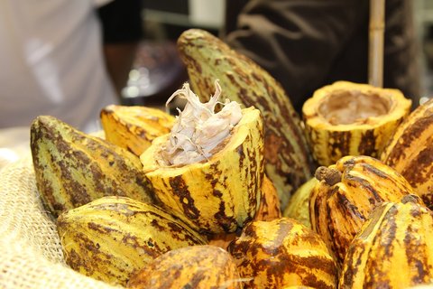 FOTKA - Salon du Chocolat 2011: okolda vude, kam se podv