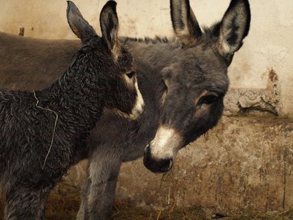 FOTKA - ZOO Dn: Prvnm mldtem roku je osel!