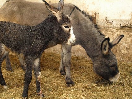 FOTKA - ZOO Dn: Prvnm mldtem roku je osel!