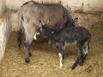 FOTKA - ZOO Dn: Prvnm mldtem roku je osel!