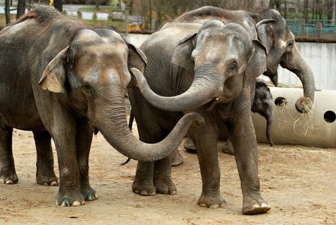 FOTKA - Valentn v ZOO  zamilovan pry plat jen za jednoho