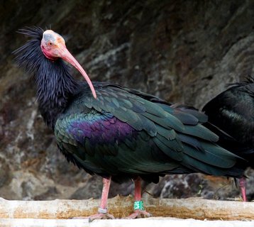 FOTKA - Masopustn rej pipomene ohroen ibise skaln
