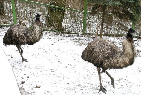 FOTKA - Zima v ZOO  lachtanovi zamrzl bazn