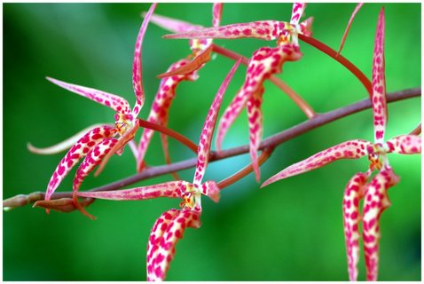 FOTKA - Botanick zahrada Praha  Jarn novinky