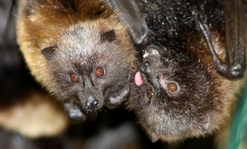 FOTKA - Navtivte o jarnch przdninch ZOO Jihlava