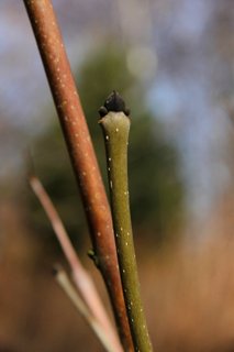 FOTKA - Botanick zajmavosti v ZOO Ostrava: Zimn urovn strom 1