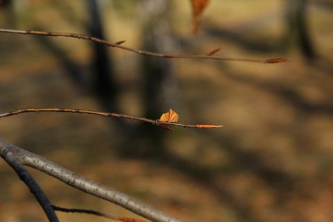 FOTKA - Botanick zajmavosti v ZOO Ostrava: Zimn urovn strom 1