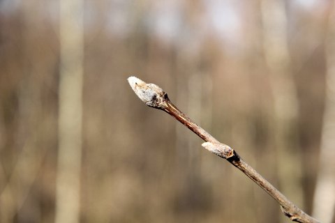 FOTKA - Botanick zajmavosti v ZOO Ostrava: Zimn urovn strom 1