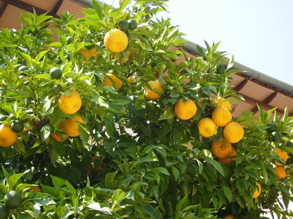 FOTKA - panlsk farma v Andalusii