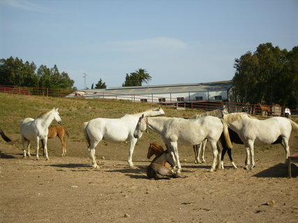 FOTKA - panlsk farma v Andalusii