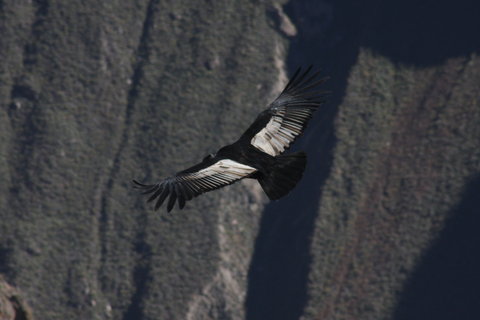 FOTKA - El Condor Pasa aneb leteck den