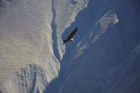 FOTKA - El Condor Pasa aneb leteck den