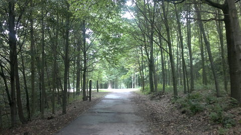 FOTKA - Blsk les v Ostrav