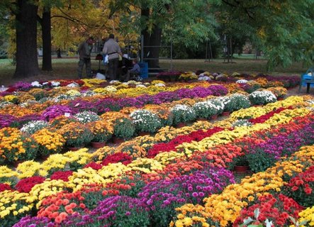 FOTKA - Letn zahradnick Flora Olomouc 2012