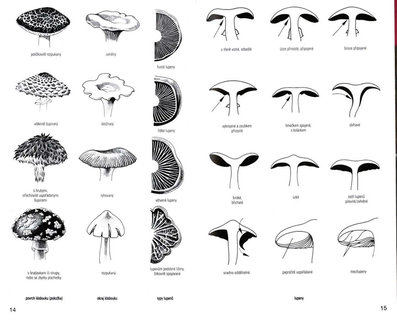 FOTKA - Prvodce prodou - Houby