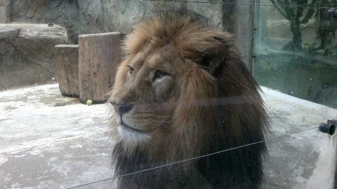 FOTKA - Olomouck zoo na Svatm Kopeku