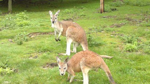 FOTKA - Olomouck zoo na Svatm Kopeku