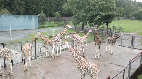 FOTKA - Olomouck zoo na Svatm Kopeku