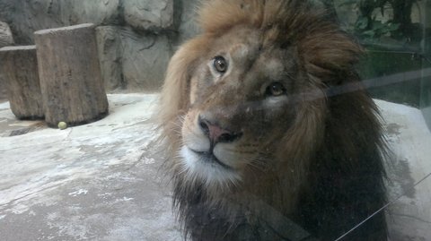 FOTKA - Olomouck zoo na Svatm Kopeku