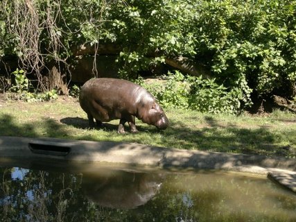 FOTKA - Zoologick zahrada Dvr Krlov