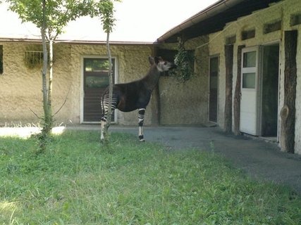 FOTKA - Zoologick zahrada Dvr Krlov