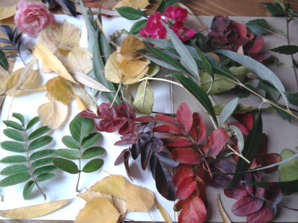 FOTKA - Vyrob si sama: Podzimn listov obrzky