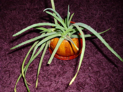 FOTKA - Aloe vera - lka v kvtini