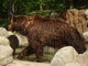Medvědice Kamčatka s mláďaty